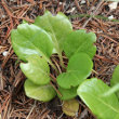 Blätterfoto Pyrola rotundifolia