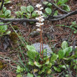Habitusfoto Pyrola rotundifolia