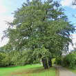 Habitusfoto Quercus cerris