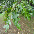 Blätterfoto Quercus cerris