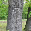 Stängel-/Stammfoto Quercus cerris