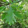 Blätterfoto Quercus pubescens