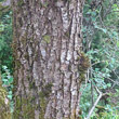 Stängel-/Stammfoto Quercus pubescens