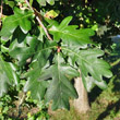 Blätterfoto Quercus robur