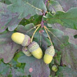 Fruchtfoto Quercus robur