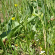 Habitusfoto Ranunculus arvensis