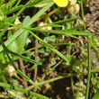 Blätterfoto Ranunculus arvensis