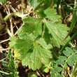 Blätterfoto Ranunculus bulbosus