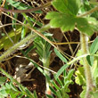 Stängel-/Stammfoto Ranunculus bulbosus