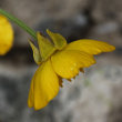 Blütenfoto Ranunculus bulbosus