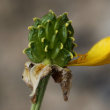 Fruchtfoto Ranunculus bulbosus