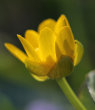 Blütenfoto Ranunculus ficaria