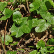 Blätterfoto Ranunculus ficaria