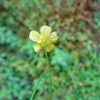 Blütenfoto Ranunculus flammula