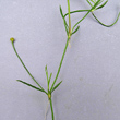 Stängel-/Stammfoto Ranunculus flammula