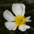 Blütenfoto Ranunculus fluitans