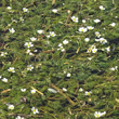 Habitusfoto Ranunculus fluitans
