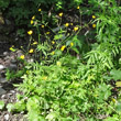 Habitusfoto Ranunculus lanuginosus