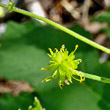 Fruchtfoto Ranunculus lanuginosus