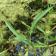 Blätterfoto Ranunculus lingua