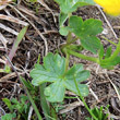 Blätterfoto Ranunculus montanus