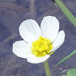 Blütenfoto Ranunculus peltatus