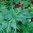 Blätterfoto Ranunculus platanifolius