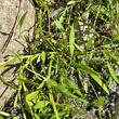 Blätterfoto Ranunculus reptans