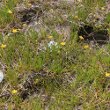 Habitusfoto Ranunculus reptans
