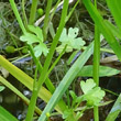 Blätterfoto Ranunculus sceleratus