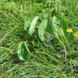 Habitusfoto Ranunculus thora
