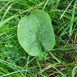 Blätterfoto Ranunculus thora
