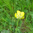 Foto Kelch Ranunculus tuberosus