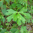 Blätterfoto Ranunculus tuberosus