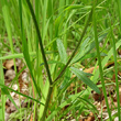 Stängel-/Stammfoto Ranunculus tuberosus