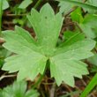 Blätterfoto Ranunculus villarsii