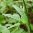 Stängel-/Stammfoto Ranunculus villarsii