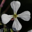 Blütenfoto Raphanus raphanistrum