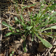 Blätterfoto Reseda phyteuma
