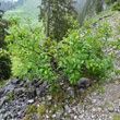 Habitusfoto Rhamnus alpina