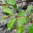 Blätterfoto Rhamnus alpina