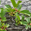 Fruchtfoto Rhamnus pumila