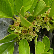 Blütenfoto Rhamnus pumila