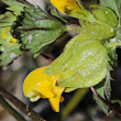 Blütenfoto Rhinanthus minor