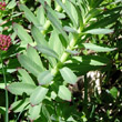Blätterfoto Rhodiola rosea