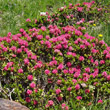Habitusfoto Rhododendron ferrugineum