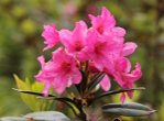 Blütenfoto Rhododendron ferrugineum