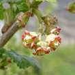 Blütenfoto Ribes nigrum