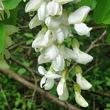 Blütenfoto Robinia pseudoacacia