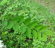 Blätterfoto Robinia pseudoacacia
